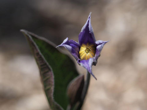 Fuzzy Beauty Black Ornate Wood Framed Art Print with Double Matting by Bonin, Suzanne