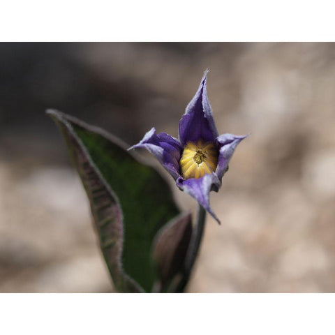 Fuzzy Beauty Gold Ornate Wood Framed Art Print with Double Matting by Bonin, Suzanne