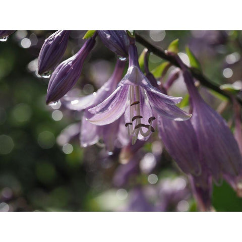 Into The Wild White Modern Wood Framed Art Print by Bonin, Suzanne