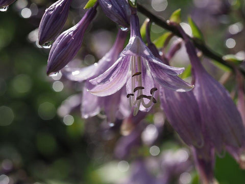 Into The Wild White Modern Wood Framed Art Print with Double Matting by Bonin, Suzanne