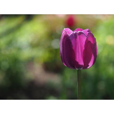 Lovely Lady White Modern Wood Framed Art Print by Bonin, Suzanne