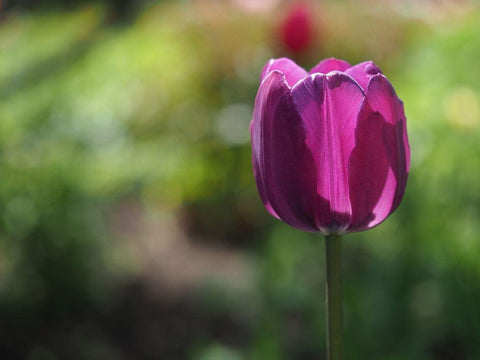 Lovely Lady Black Ornate Wood Framed Art Print with Double Matting by Bonin, Suzanne