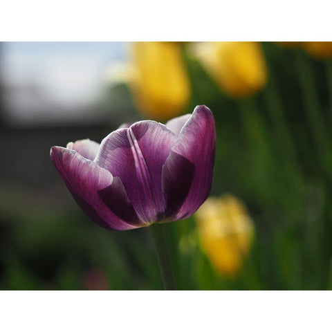 Peace White Modern Wood Framed Art Print by Bonin, Suzanne