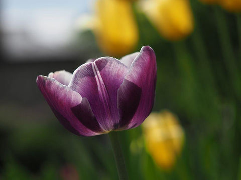 Peace White Modern Wood Framed Art Print with Double Matting by Bonin, Suzanne