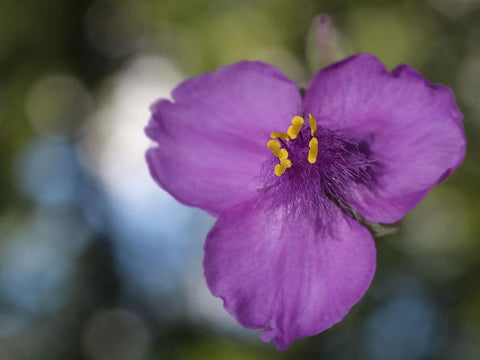 Prairie Beauty Black Ornate Wood Framed Art Print with Double Matting by Bonin, Suzanne