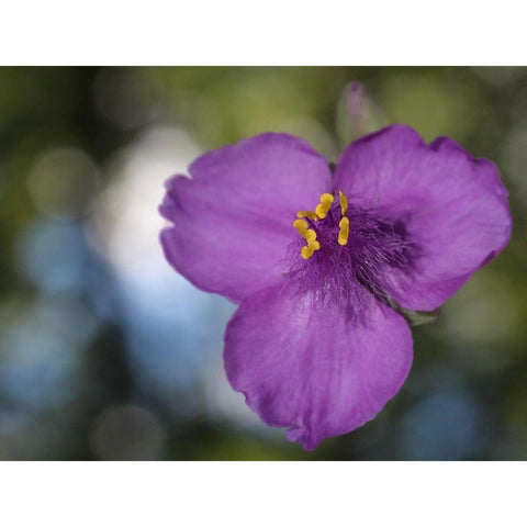 Prairie Beauty Black Modern Wood Framed Art Print by Bonin, Suzanne