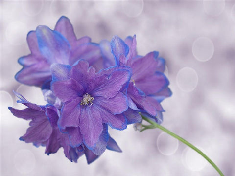 Pretty Me Black Ornate Wood Framed Art Print with Double Matting by Bonin, Suzanne