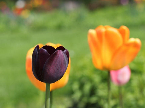 The Queen Black Ornate Wood Framed Art Print with Double Matting by Bonin, Suzanne