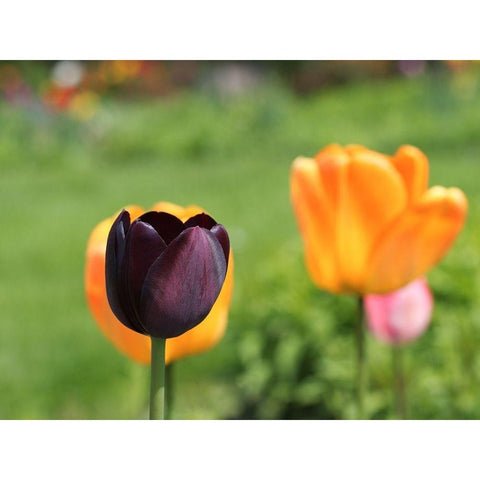 The Queen White Modern Wood Framed Art Print by Bonin, Suzanne