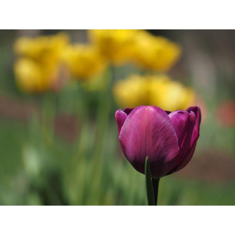 Hello Ladies Black Modern Wood Framed Art Print with Double Matting by Bonin, Suzanne