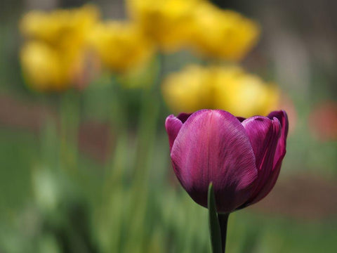 Hello Ladies Black Ornate Wood Framed Art Print with Double Matting by Bonin, Suzanne