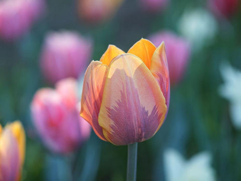 Springtime Black Ornate Wood Framed Art Print with Double Matting by Bonin, Suzanne