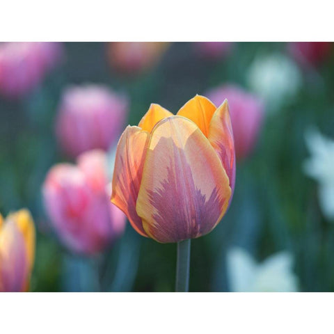 Springtime Black Modern Wood Framed Art Print by Bonin, Suzanne