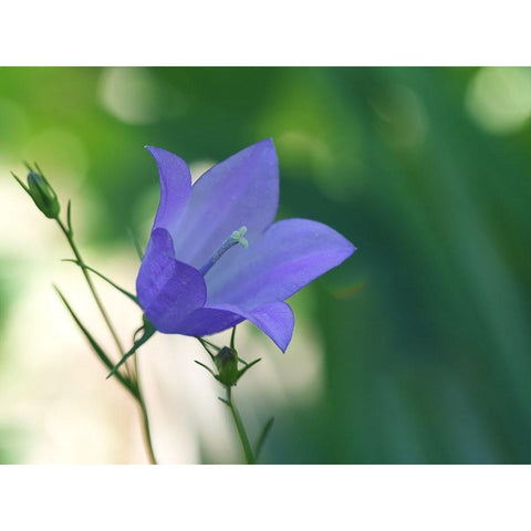 Bluebell Flower Black Modern Wood Framed Art Print by Bonin, Suzanne