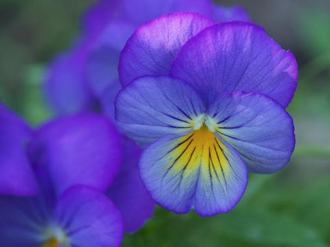 Blueness Black Ornate Wood Framed Art Print with Double Matting by Bonin, Suzanne