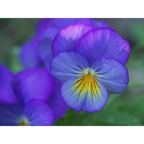 Blueness Black Modern Wood Framed Art Print with Double Matting by Bonin, Suzanne