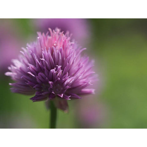 Chive Blossom Black Modern Wood Framed Art Print by Bonin, Suzanne