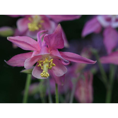 Darling Columbine White Modern Wood Framed Art Print by Bonin, Suzanne