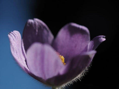 Special One Black Ornate Wood Framed Art Print with Double Matting by Bonin, Suzanne