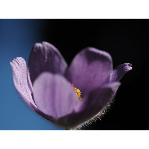 Special One Gold Ornate Wood Framed Art Print with Double Matting by Bonin, Suzanne