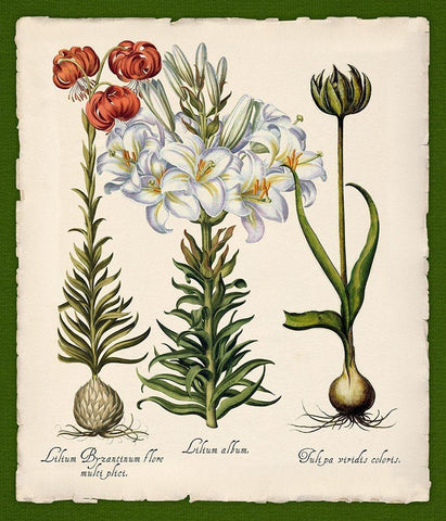 Botanica Nostalgia III Black Ornate Wood Framed Art Print with Double Matting by Lavoie, Tina