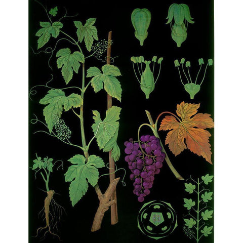 Wine Grapevine Black Modern Wood Framed Art Print by Vintage Apple Collection