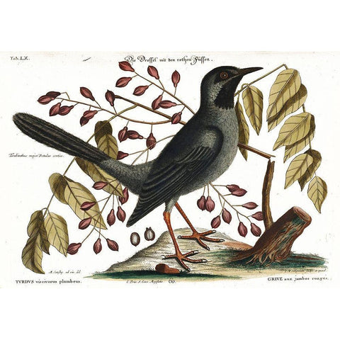 Red Legged Thrush Gold Ornate Wood Framed Art Print with Double Matting by Vintage Apple Collection