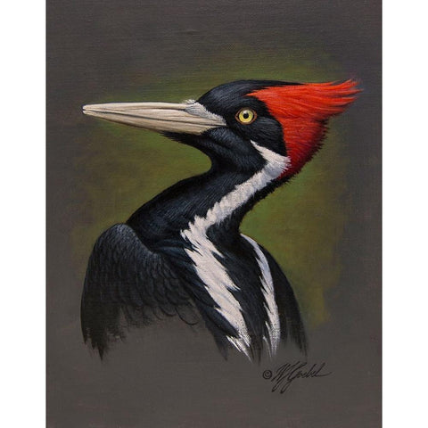 Ivory Billed Portrait Gold Ornate Wood Framed Art Print with Double Matting by Goebel, Wilhelm