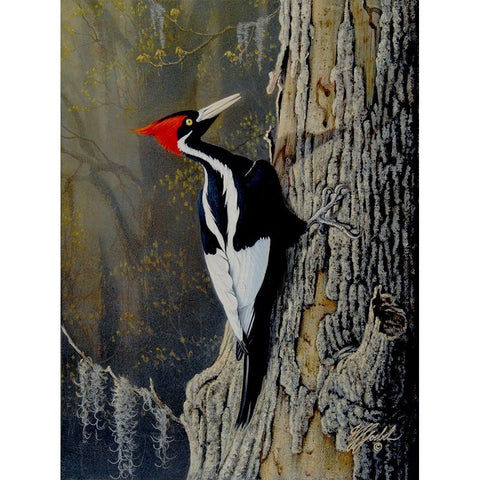 Ivory Bill White Modern Wood Framed Art Print by Goebel, Wilhelm