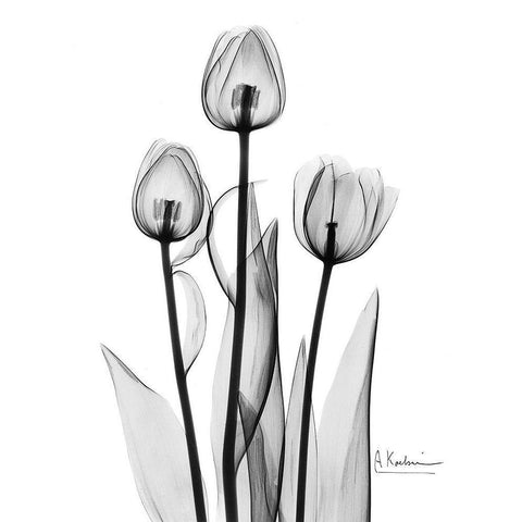 Tulips Black and White Gold Ornate Wood Framed Art Print with Double Matting by Koetsier, Albert