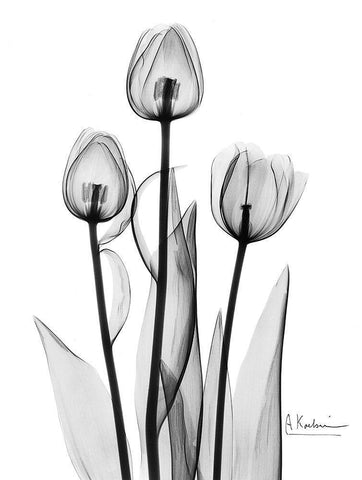 Tulips Black and White Black Ornate Wood Framed Art Print with Double Matting by Koetsier, Albert