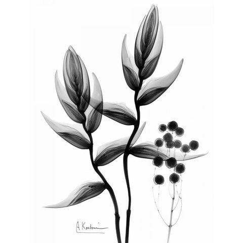 Heliconia Arrangement BandW White Modern Wood Framed Art Print by Koetsier, Albert