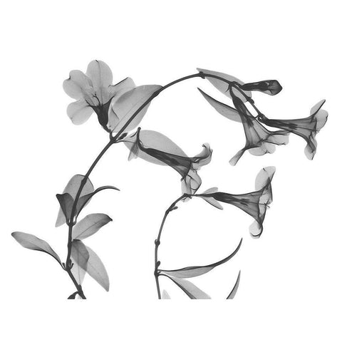 Brazilian Jasmine Gold Ornate Wood Framed Art Print with Double Matting by Koetsier, Albert