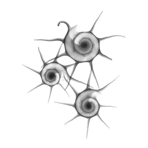 Star Shell F147 Gold Ornate Wood Framed Art Print with Double Matting by Koetsier, Albert