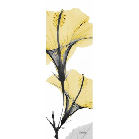 Hibiscus Yellow Black Modern Wood Framed Art Print by Koetsier, Albert