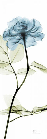 Long Blue Rose Black Ornate Wood Framed Art Print with Double Matting by Koetsier, Albert