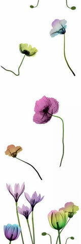 Floral Rainbow Pattern Black Ornate Wood Framed Art Print with Double Matting by Koetsier, Albert