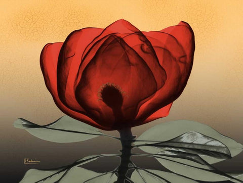 Hot Magnolia 2 Black Ornate Wood Framed Art Print with Double Matting by Koetsier, Albert