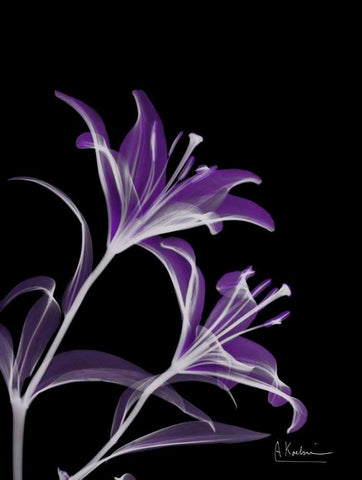 Purple Lily White Modern Wood Framed Art Print with Double Matting by Koetsier, Albert