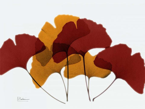 Gingko Fall White Modern Wood Framed Art Print with Double Matting by Koetsier, Albert