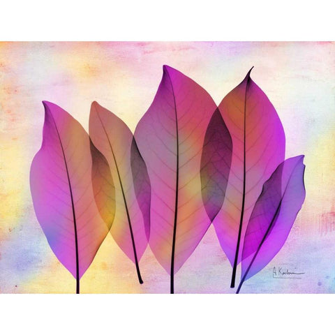 Retroluxed Magnoli Black Modern Wood Framed Art Print by Koetsier, Albert