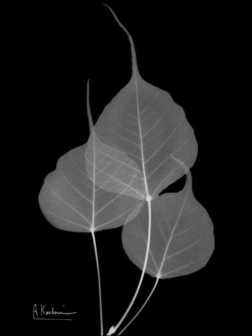 BoTree E158 White Modern Wood Framed Art Print with Double Matting by Koetsier, Albert