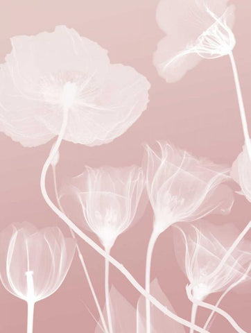 Pink Flora 1 White Modern Wood Framed Art Print with Double Matting by Koetsier, Albert