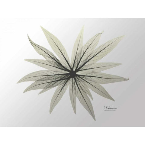 New Echium Black Modern Wood Framed Art Print with Double Matting by Koetsier, Albert