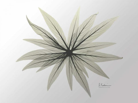 New Echium White Modern Wood Framed Art Print with Double Matting by Koetsier, Albert