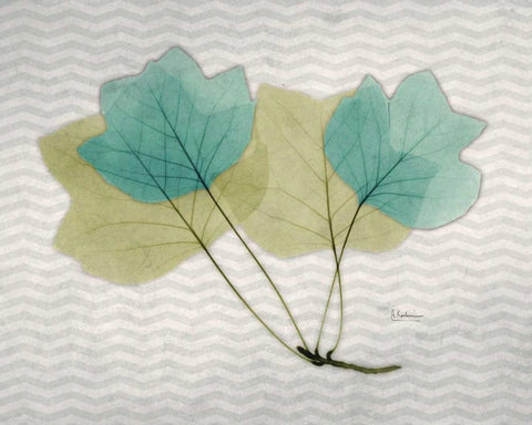 Citrus Tulip Tree White Modern Wood Framed Art Print with Double Matting by Koetsier, Albert