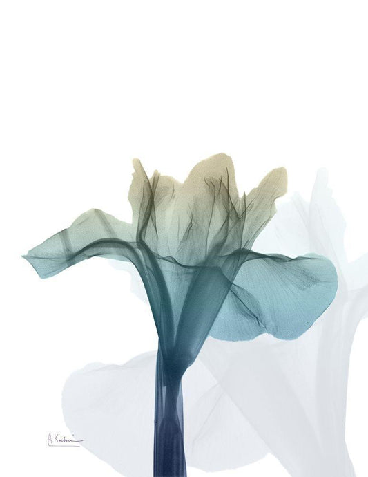 Image Only