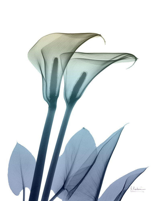 Image Only