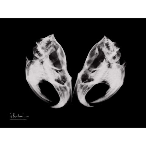 Ondatra Twins White Modern Wood Framed Art Print by Koetsier, Albert