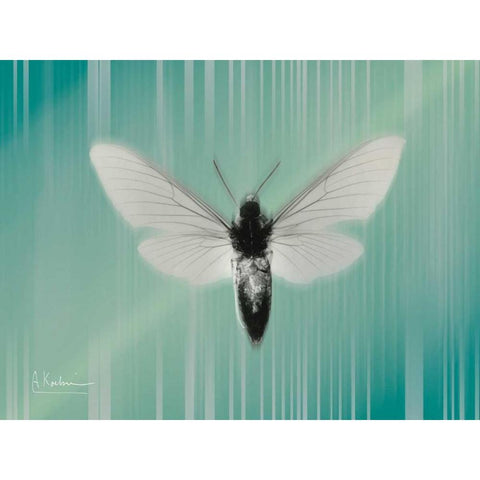 Manduca The Pilot Black Modern Wood Framed Art Print by Koetsier, Albert